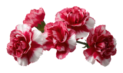Vibrant red and white carnations floral arrangement nature isolated on transparent background