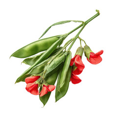 Harvesting red beans in nature fresh produce isolated on transparent background