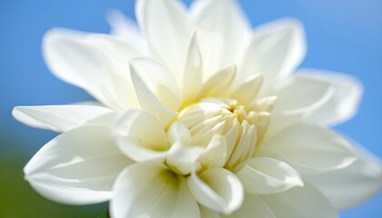 Fototapeta premium Beautiful White Dahlia Flower Against Blue Sky