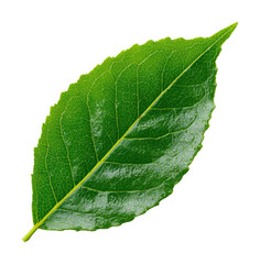 Leaf nature botanical green isolated on transparent background