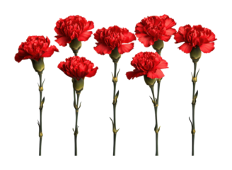 Vibrant red carnations floral arrangement bright mood isolated on transparent background