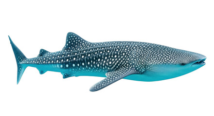 Majestic whale shark glides through clear blue ocean depths showcasing unique patterned skin and gentle giant nature
