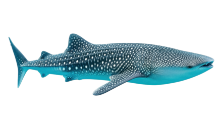 Majestic whale shark glides through clear blue ocean depths showcasing unique patterned skin and gentle giant nature