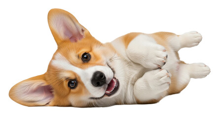 Adorable Pembroke Welsh Corgi puppy rolls playfully with happy expression, capturing pure joy and innocence for any project.