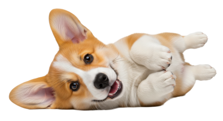 Adorable Pembroke Welsh Corgi puppy rolls playfully with happy expression, capturing pure joy and innocence for any project.
