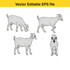 Vector art of set of four line art goat illustrations in different poses