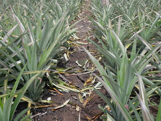 Rainforests provide lush greenery, rich biodiversity, vibrant wildlife, and vital ecosystems essential for Earth&rsquo;s balance.