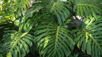 Huge carved green leaves of Monstera. Close-up. Full screen. The glare of the sun on the foliage. A tropical park.  