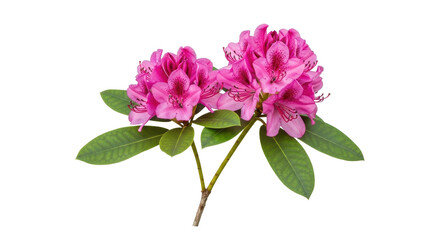 Vibrant pink rhododendron blossoms with lush green leaves, perfect for spring and summer nature designs