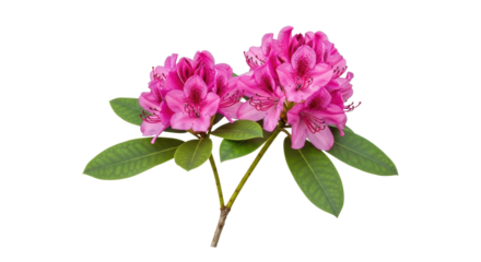 Vibrant pink rhododendron blossoms with lush green leaves, perfect for spring and summer nature designs
