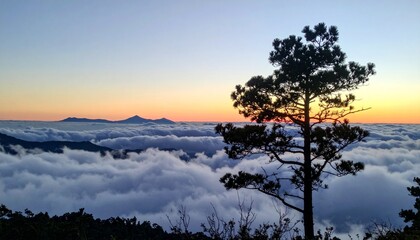 Mountain View Above Clouds with Tree Silhouette at Sunset