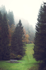 Misty mountain meadow with pine trees and a wooden bench in autumn