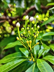 close up of a green plant