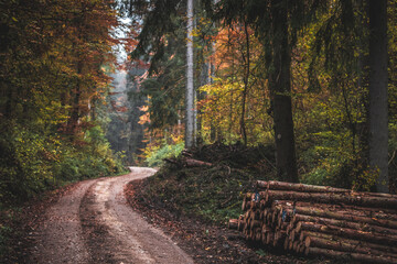 Autumn forest road with stacked logs and colorful foliage