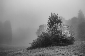 Foggy meadow with trees in black and white minimal landscape