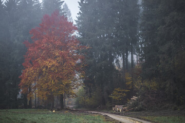 Colorful autumn tree by a forest road on a foggy morning