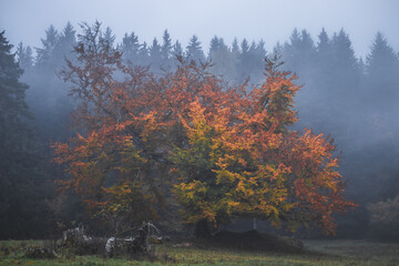 Majestic autumn tree with colorful leaves in morning forest fog