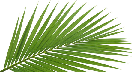 Vibrant green palm frond showcases natural beauty and tropical elegance, perfect for refreshing designs.