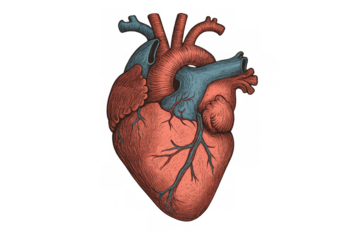 Human heart anatomy illustration with arteries and veins, representing medicine, cardiology, and healthcare, transparent background