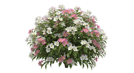 Vibrant blooming bush with delicate white and pink flowers, perfect for garden design and natural beauty projects