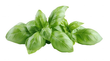A close up photograph of a vibrant and fresh bunch of basil leaves isolated  on transparent background