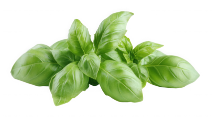 A close up photograph of a vibrant and fresh bunch of basil leaves isolated  on transparent background