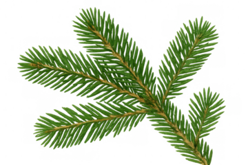 Fresh green fir tree branch with needle-like leaves, symbolizing christmas, winter holidays, and nature on transparent background