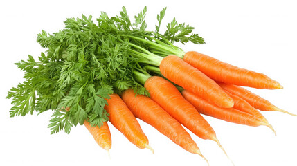A bunch of fresh carrots with green leafy tops on a plain background in a close up still life image on transparent background