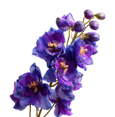 Vibrant purple delphinium flowers nature floral isolated on transparent background