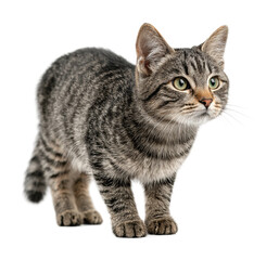 Obraz premium Curious cat exploring indoors animal portrait isolated on transparent background