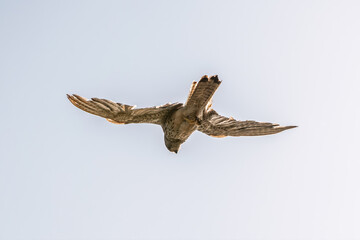 Common kestrel, Falco tinnunculus, hovered in the air in search of prey