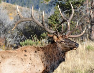 Majestic Elk Portrait - Antlers, Wildlife, and Natural Beauty in Focus.