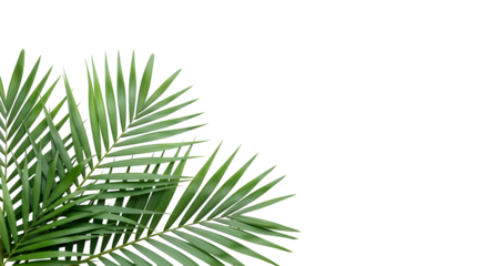 Tropical Palm Leaves Green Foliage Exotic Fronds Background Pattern Texture