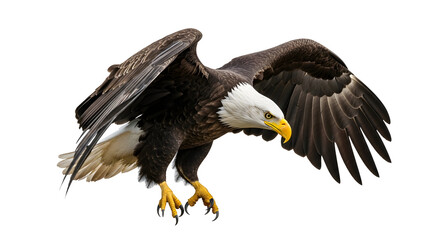 Obraz premium Bald Eagle Flying Close Up Bird Predator Raptor Wildlife America Symbol Freedom