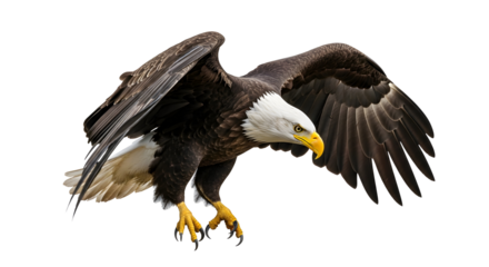 Bald Eagle Flying Close Up Bird Predator Raptor Wildlife America Symbol Freedom