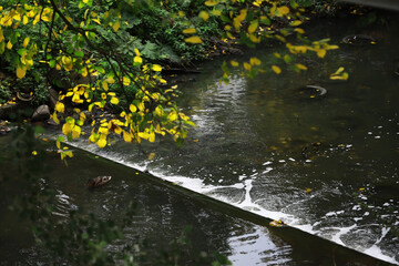 Serene Autumn Stream with Flowing Water and Yellow Leaves Overhang in Tranquil Forest Setting