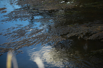 Abstract Reflections: Nature's Patterns and Textures on a Tranquil Water Surface