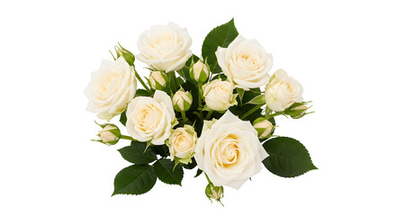 Cream Roses Bouquet Floral Arrangement Elegant Fresh Flowers Blossoms