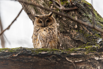 Long-eared owl (Asio otus), looking forward with wide opened eyes
