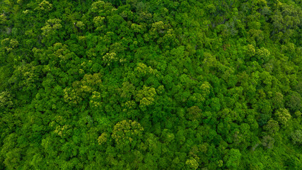 aerial view of dark green forest Abundant natural ecosystems of rainforest. Concept of nature...