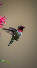 Ruby-throated Hummingbird in Flight Near Pink Flowers, Natures Beauty.