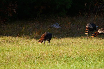 Many Turkeys are out wandering around looking for food during the Fall Autumn season.