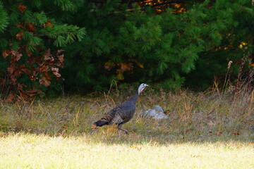 Many Turkeys are out wandering around looking for food during the Fall Autumn season.