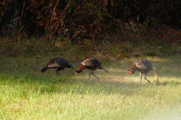 Many Turkeys are out wandering around looking for food during the Fall Autumn season.