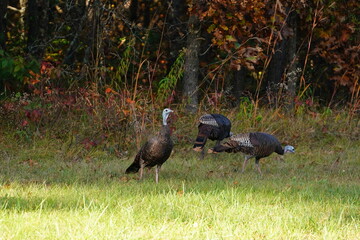 Many Turkeys are out wandering around looking for food during the Fall Autumn season.