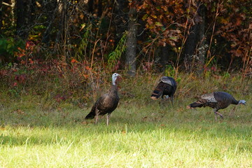 Many Turkeys are out wandering around looking for food during the Fall Autumn season.