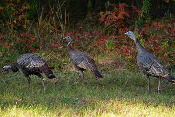 Many Turkeys are out wandering around looking for food during the Fall Autumn season.