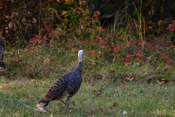 Many Turkeys are out wandering around looking for food during the Fall Autumn season.