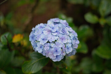 Close-up of a vibrant blue hydrangea flower, showcasing its delicate petals and lush green foliage in a garden setting.