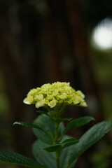 Close-up of a green hydrangea flower with dark background.
